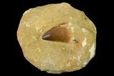 Mosasaur (Prognathodon) Tooth In Rock - Morocco #154887-1